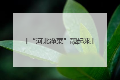 “河北净菜”靓起来