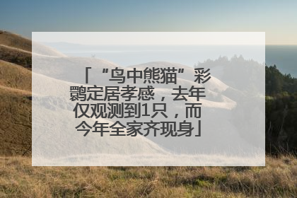 “鸟中熊猫”彩鹮定居孝感，去年仅观测到1只，而今年全家齐现身