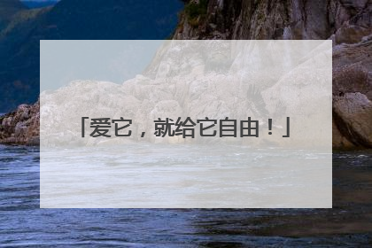爱它，就给它自由！