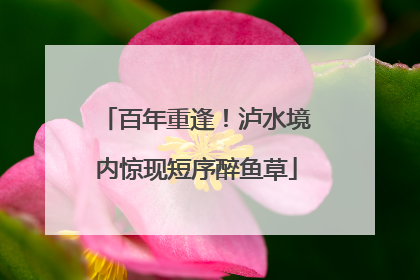 百年重逢！泸水境内惊现短序醉鱼草