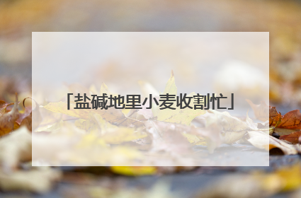 盐碱地里小麦收割忙