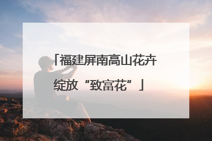 福建屏南高山花卉绽放“致富花”