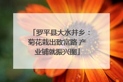 罗平县大水井乡：菊花栽出致富路 产业铺就振兴图