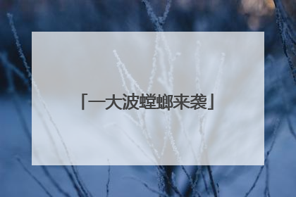 一大波螳螂来袭