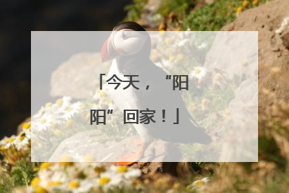 今天，“阳阳”回家！