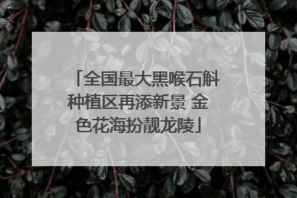 全国最大黑喉石斛种植区再添新景 金色花海扮靓龙陵