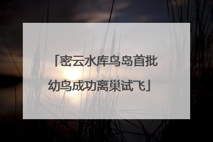 密云水库鸟岛首批幼鸟成功离巢试飞
