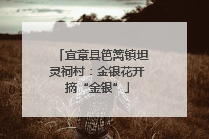 宜章县笆篱镇坦灵祠村：金银花开摘“金银”
