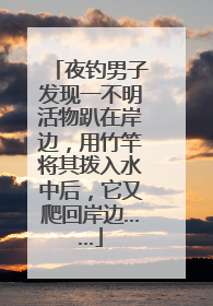 夜钓男子发现一不明活物趴在岸边，用竹竿将其拨入水中后，它又爬回岸边……
