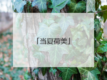 当夏荷美