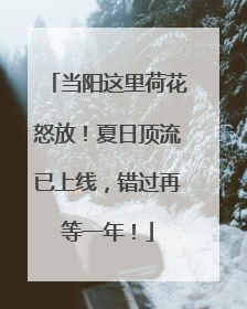 当阳这里荷花怒放！夏日顶流已上线，错过再等一年！