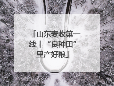 山东麦收第一线丨“良种田”里产好粮