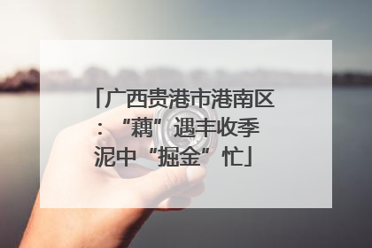 广西贵港市港南区：“藕”遇丰收季 泥中“掘金”忙