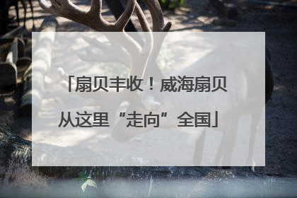 扇贝丰收！威海扇贝从这里“走向”全国