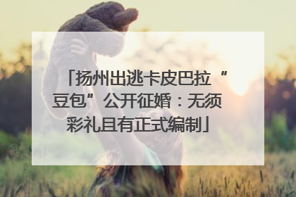 扬州出逃卡皮巴拉“豆包”公开征婚：无须彩礼且有正式编制
