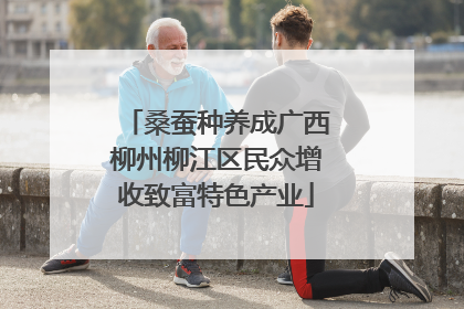 桑蚕种养成广西柳州柳江区民众增收致富特色产业