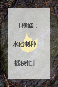 横峰：水稻制种插秧忙