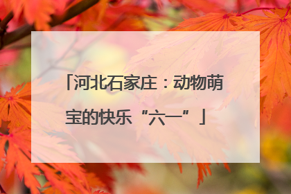 河北石家庄：动物萌宝的快乐“六一”