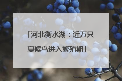 河北衡水湖：近万只夏候鸟进入繁殖期