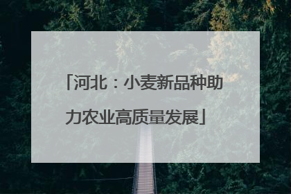 河北：小麦新品种助力农业高质量发展