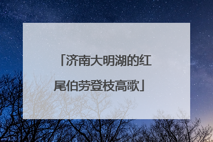 济南大明湖的红尾伯劳登枝高歌