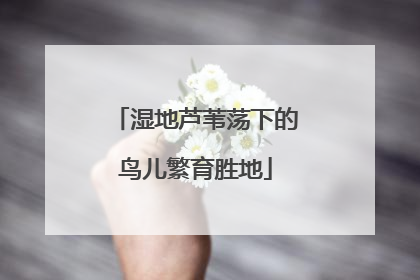 湿地芦苇荡下的鸟儿繁育胜地