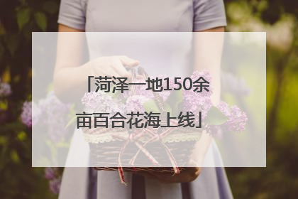 菏泽一地150余亩百合花海上线