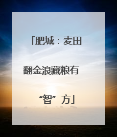 肥城：麦田翻金浪藏粮有“智”方