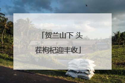 贺兰山下 头茬枸杞迎丰收