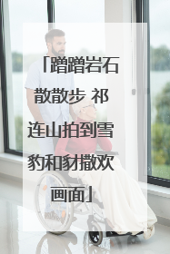 蹭蹭岩石散散步 祁连山拍到雪豹和豺撒欢画面