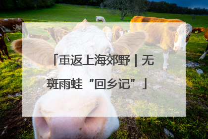 重返上海郊野｜无斑雨蛙“回乡记”