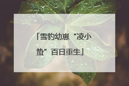 雪豹幼崽“凌小蛰”百日重生