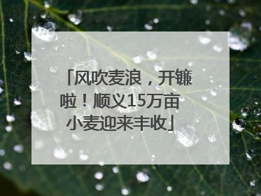 风吹麦浪，开镰啦！顺义15万亩小麦迎来丰收