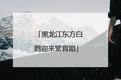黑龙江东方白鹳迎来繁育期