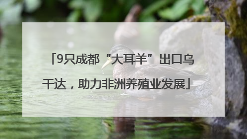 9只成都“大耳羊”出口乌干达，助力非洲养殖业发展
